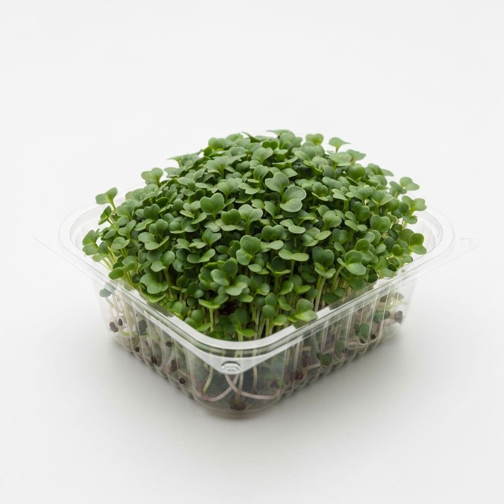 Brassica Broccoli